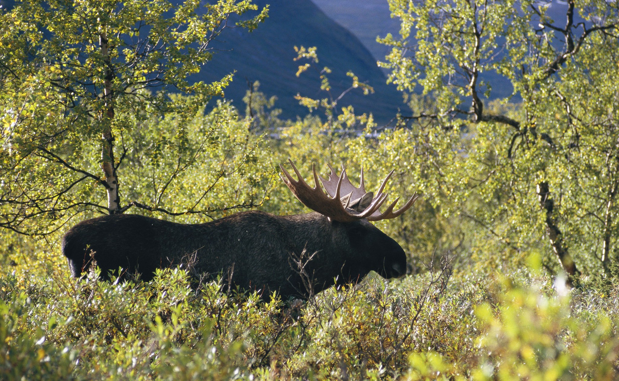 Moose in forrest. Image.